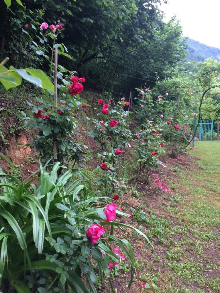 Villa Tengiz Chakvistavi 客房 照片